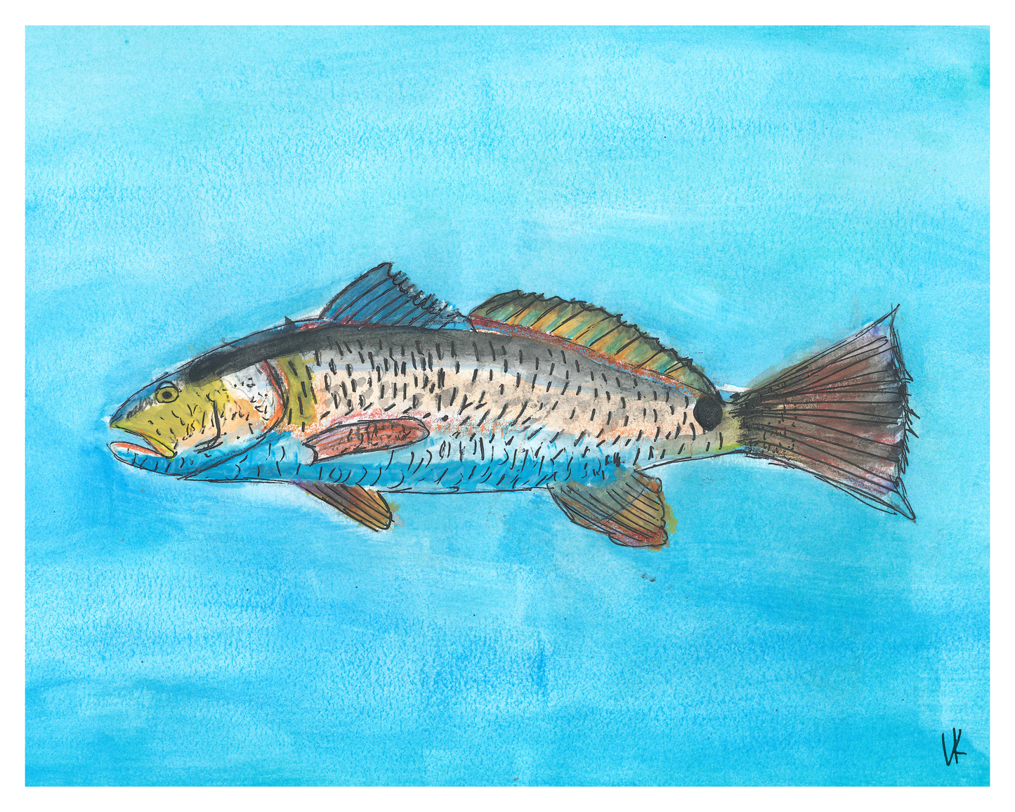 Redfish Watercolor Print 8 in x 10 in