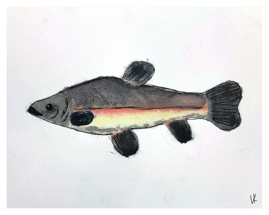 Tench Watercolor Print 8 in x 10 in