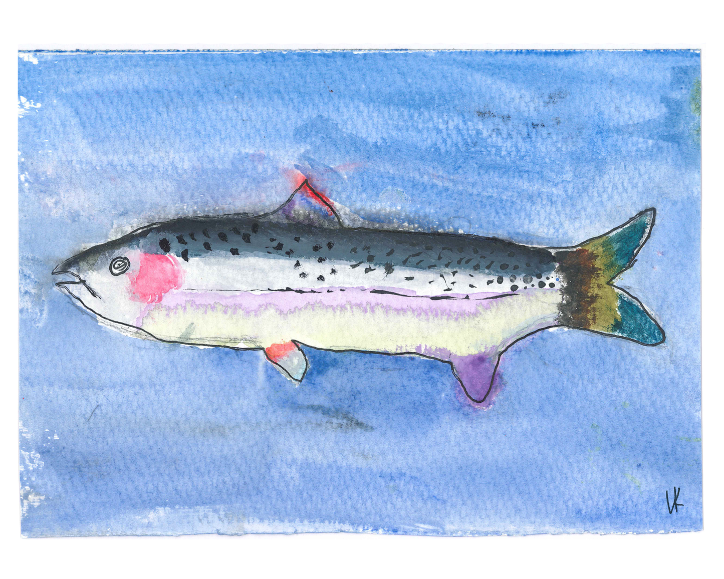 Rainbow Trout Watercolor Print 8 in x 10 in